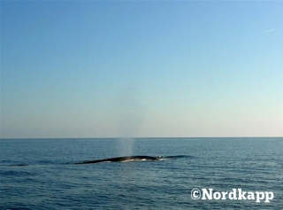 Ballenas junto al barco